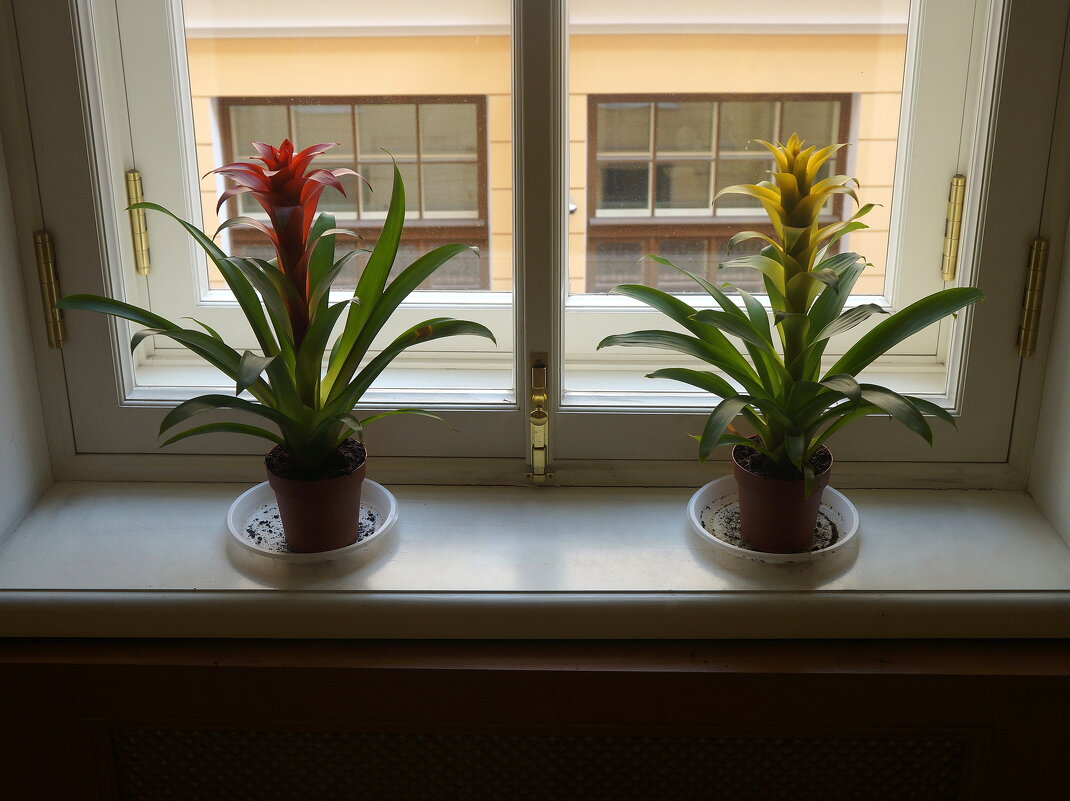 "Цветы на подоконнике, цветы, цветы..." - zavitok *