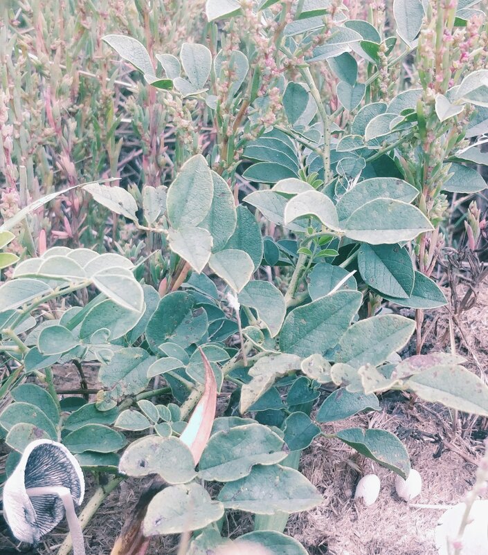 Грибная картинка - Андрей Хлопонин