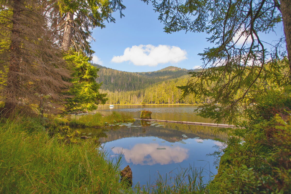 у озере в лесу - vladimir 