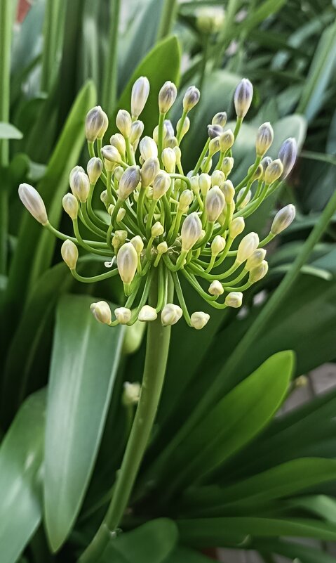 цветы фестиваля - Галина R... цветы фестиваля - Галина R...