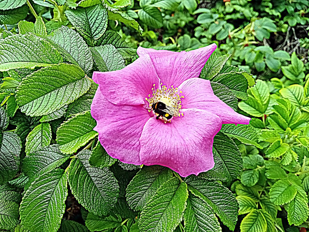 Цветы. - Владимир Драгунский