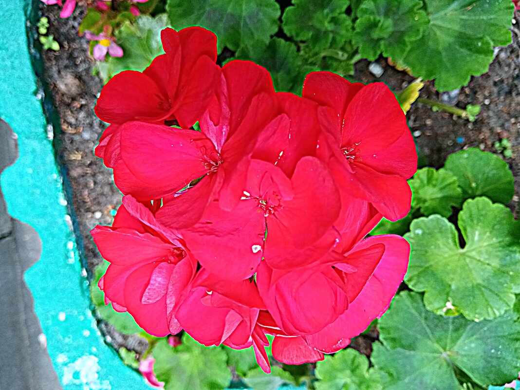 Цветы. - Владимир Драгунский