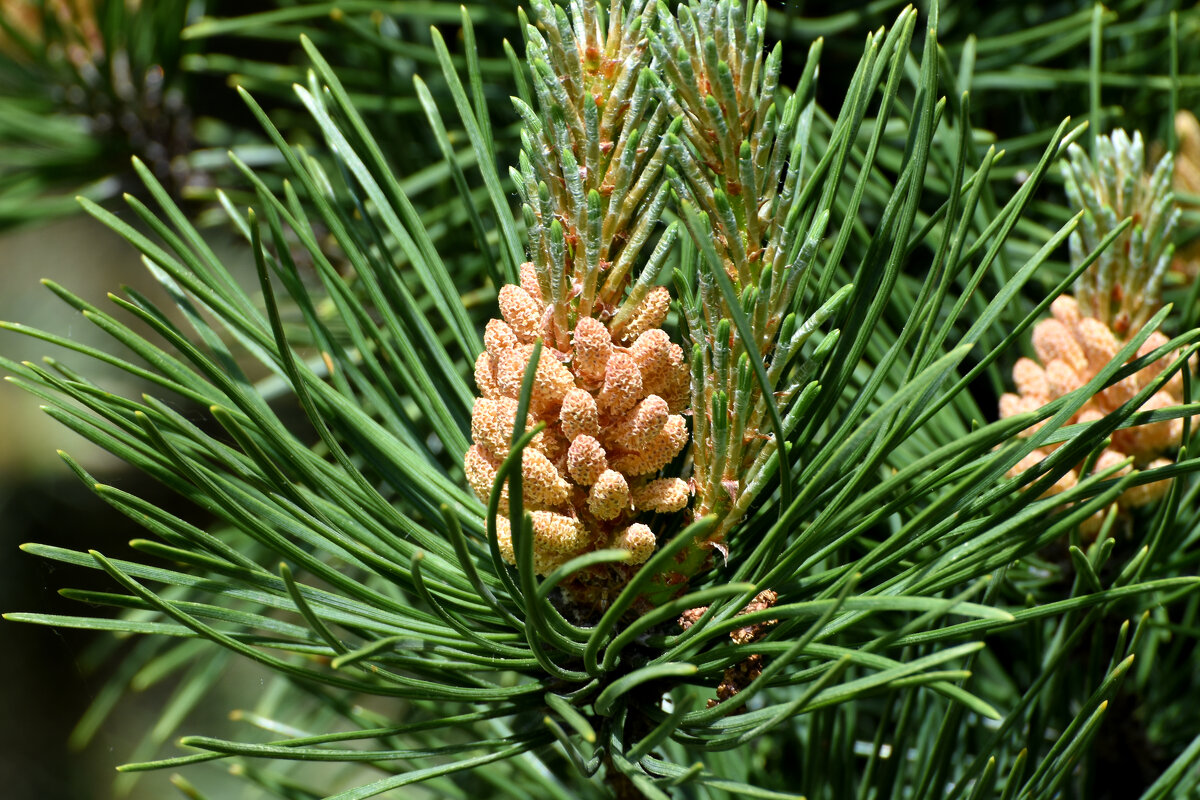 Весна в Ботаническом... Май. - Наташа *****