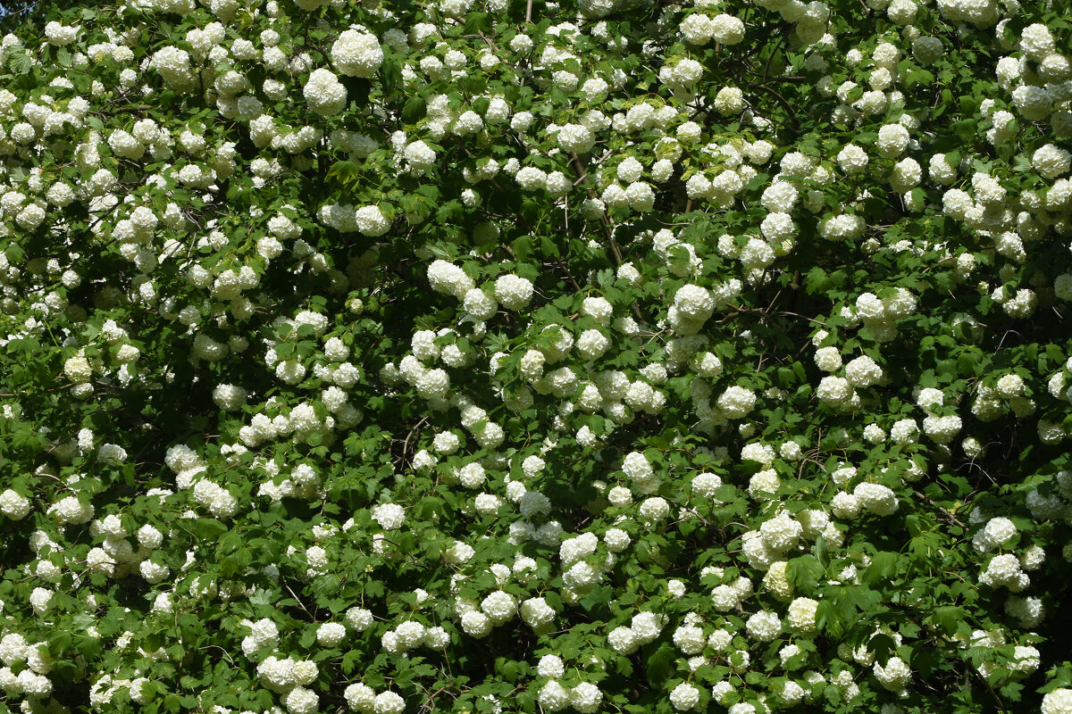 Весна в Ботаническом... Май. - Наташа *****