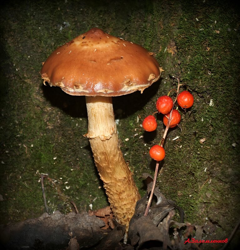 Лесные зарисовки -  чешуйчатка обыкновенная - Андрей Заломленков