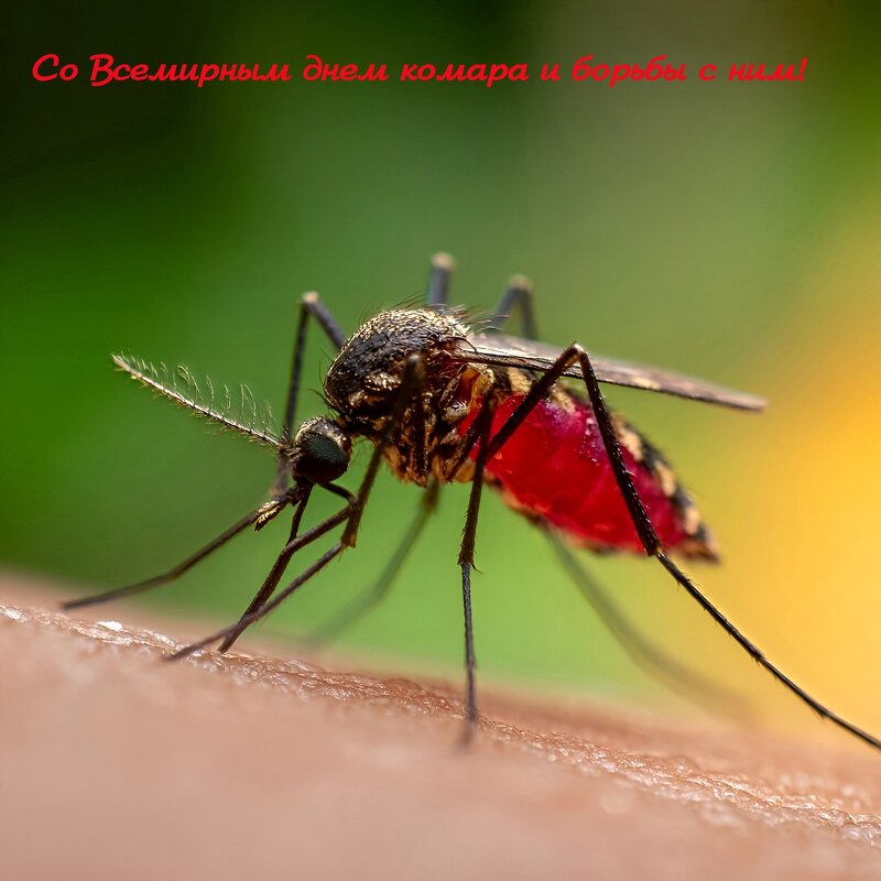 Со Всемирным днём комара!  :-) - Андрей Заломленков