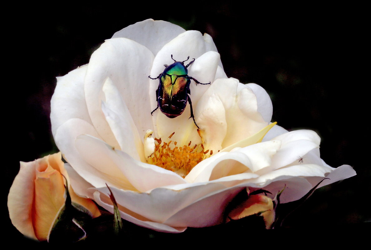 Коломенское в июле - Михаил Бибичков