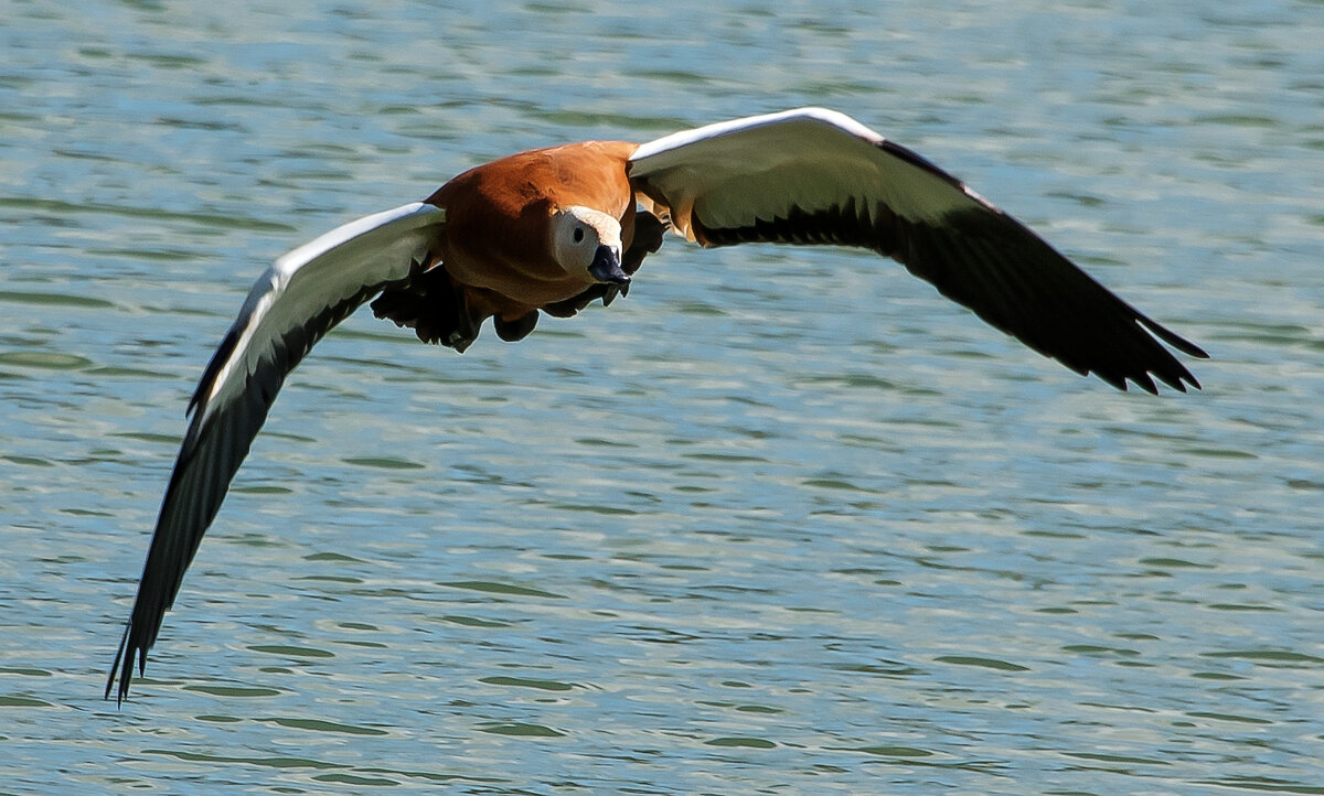 Огарь. - Владимир Безбородов