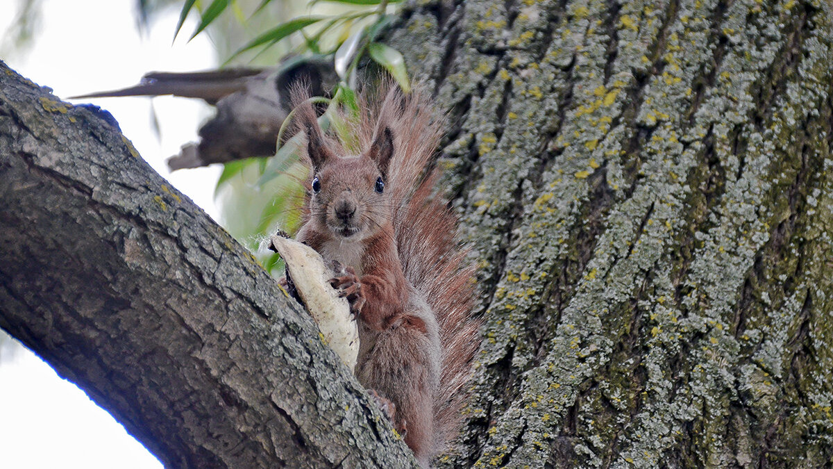 Даже не проси ... Не дам! - Alexandеr P