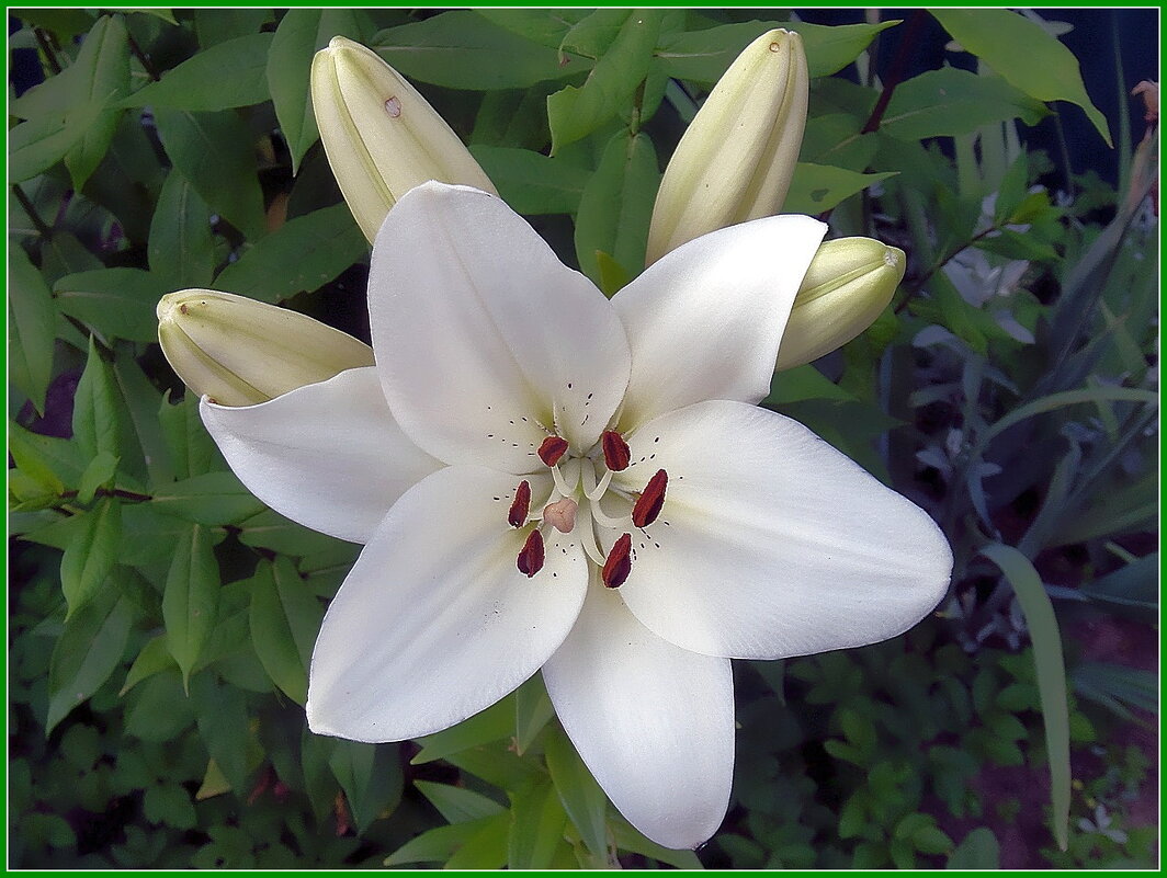 Белая лилия - Ольга Довженко