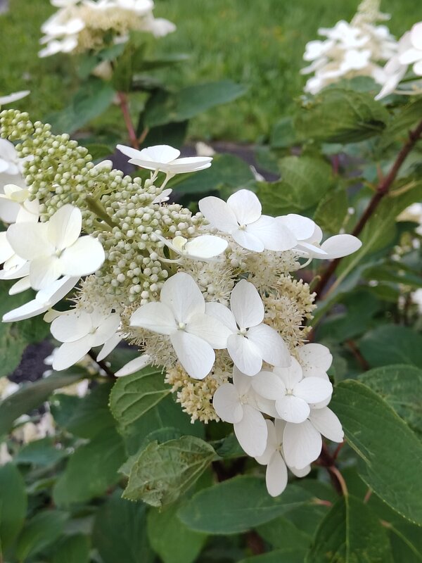 Летняя красота - Андрей 