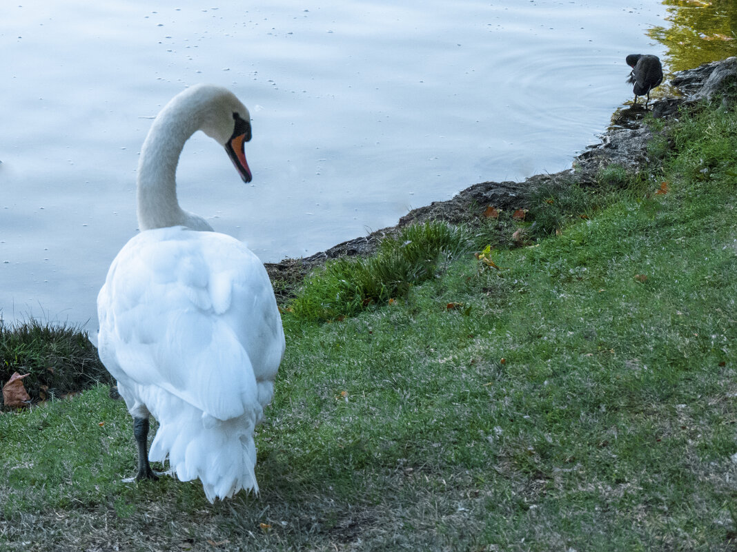 Лебеди в парке Гагарина - Валентин Семчишин
