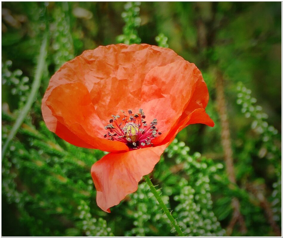 МАК-этюд... - Elvira E. 