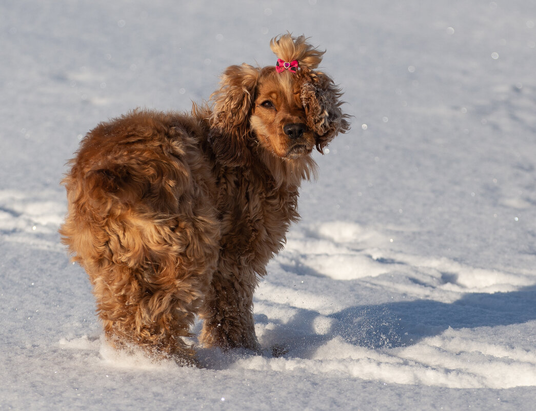 Подружка моих мохнатых бандитов, Гресси. - Павел Харлин