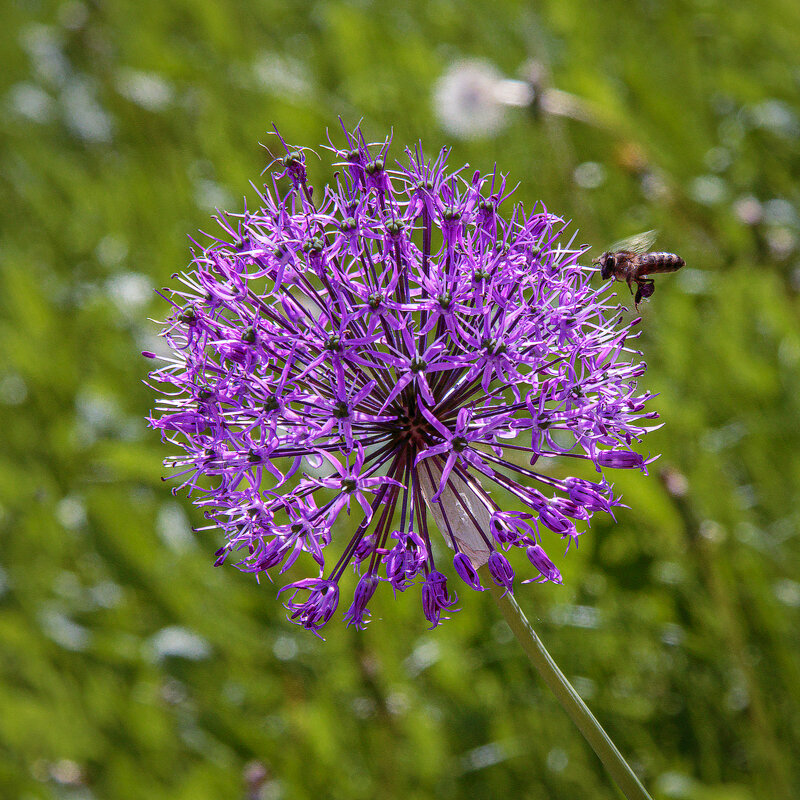 Аллиум Перпл Сенсейшен - Aleksey Afonin