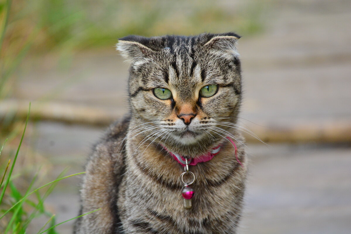 гера - леонид логинов