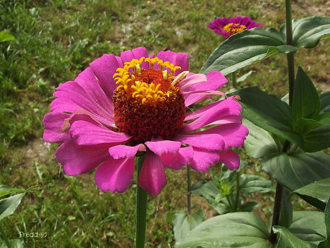 Цинния - Freddy 97