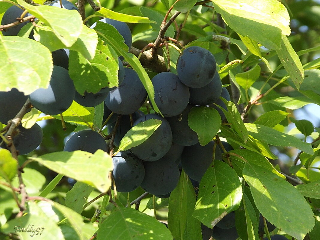 С ветвей свисают гроздья слив… - Freddy 97
