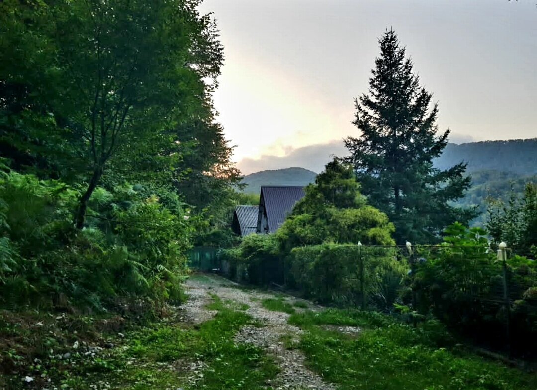 ПЛАСТУНКА СОЧИ - Tata Wolf