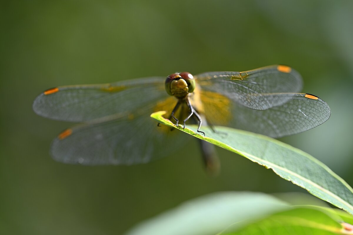 Стрекоза - Ольга 