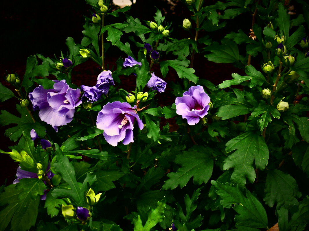 Летние этюды 85 - Алексей Кузнецов