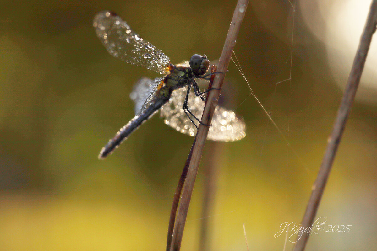 *** - Елена Kазак (selena1965) *** - Елена Kазак (selena1965)