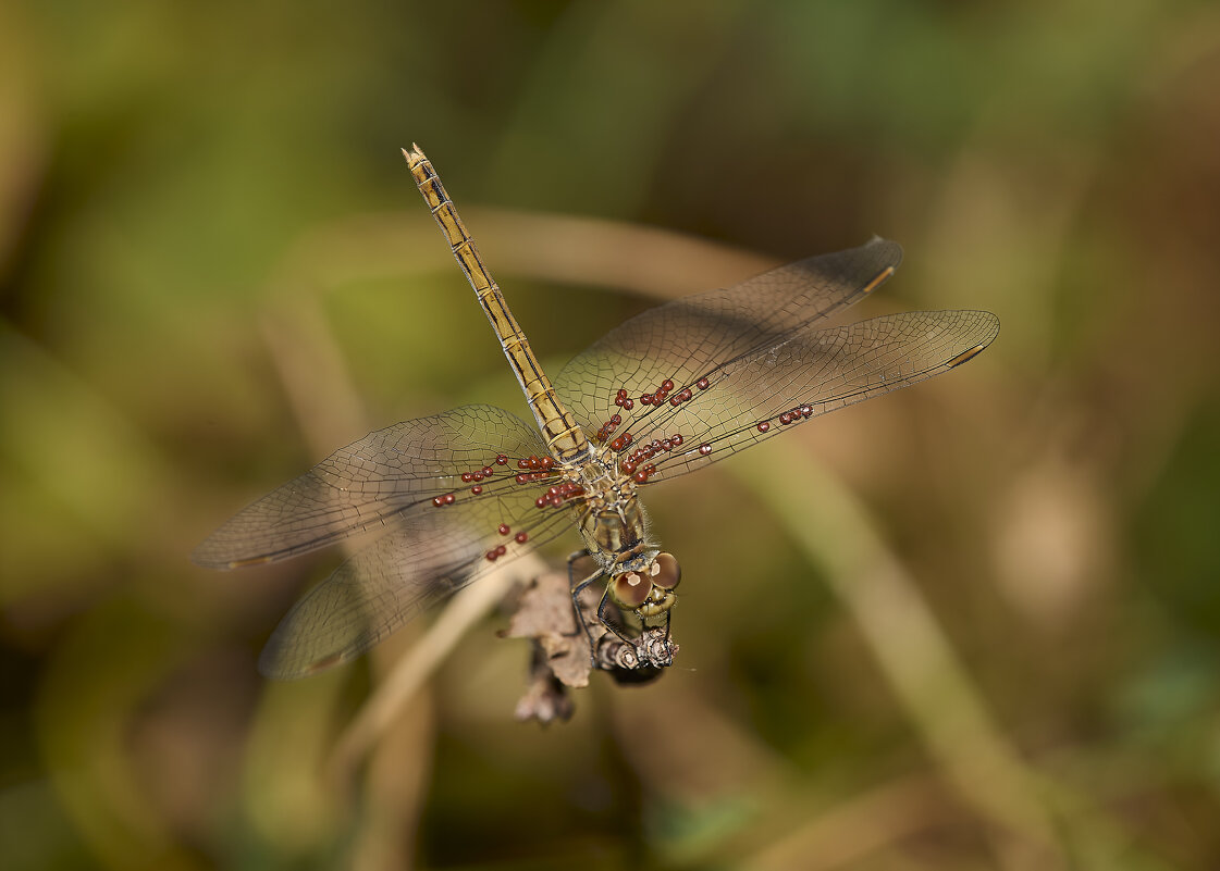 Стрекоза.... - Александр Посошенко Стрекоза.... - Александр Посошенко
