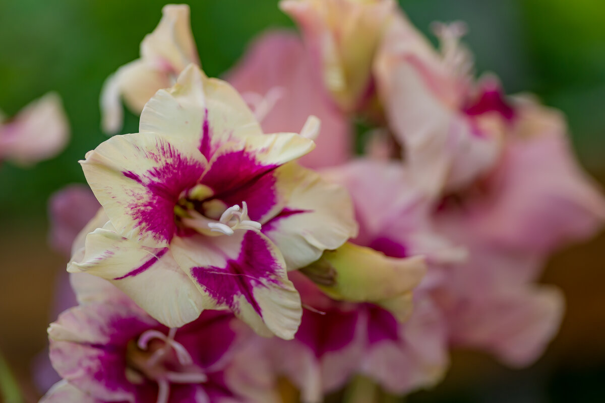 Гладиолусы. - Sergey (Apg)