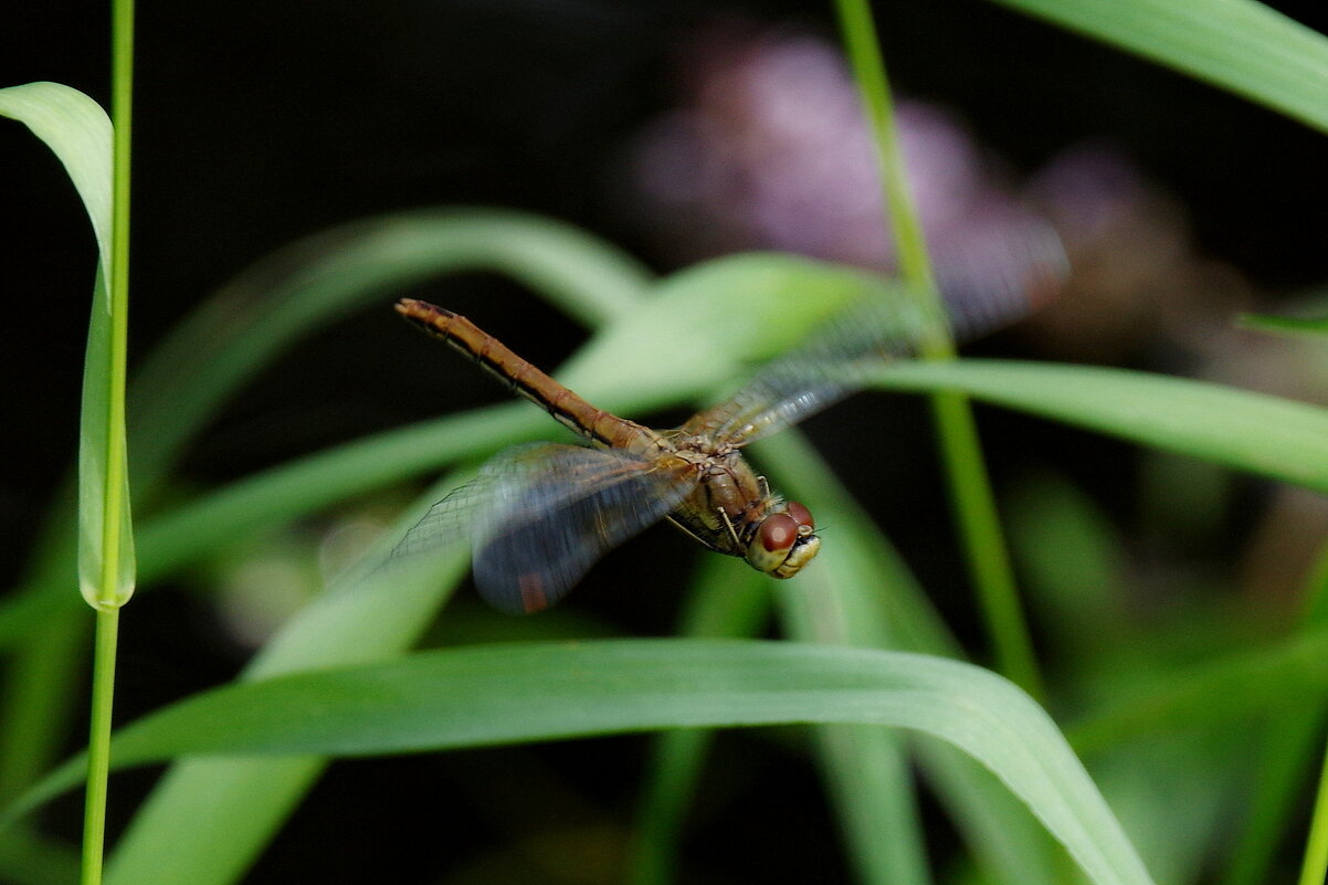 Полет стрекозы - Сергей Швечков