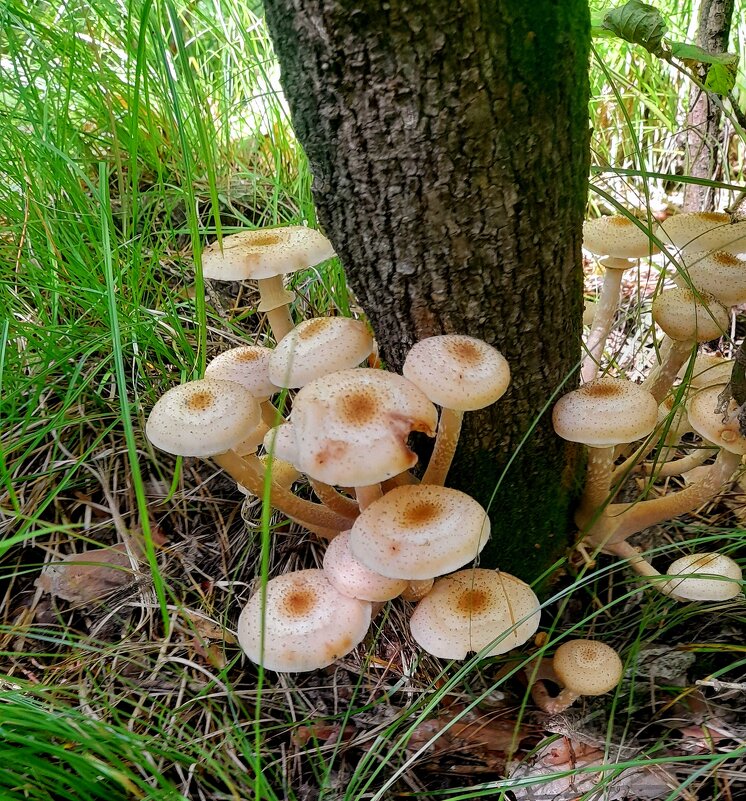 Вот и опятки пошли . - Мила Бовкун