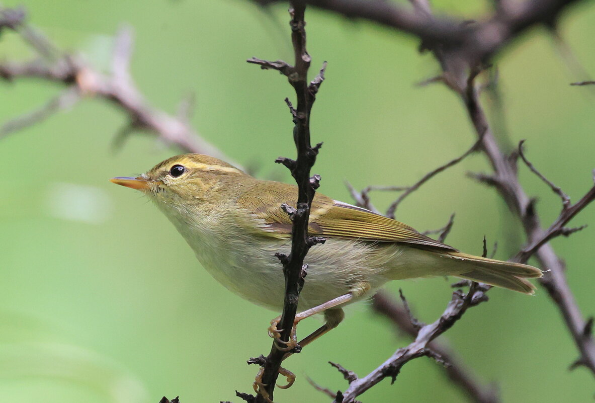 *** - Владилен Панченко