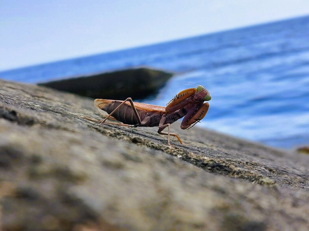 Я начеку - Хватова Марина 