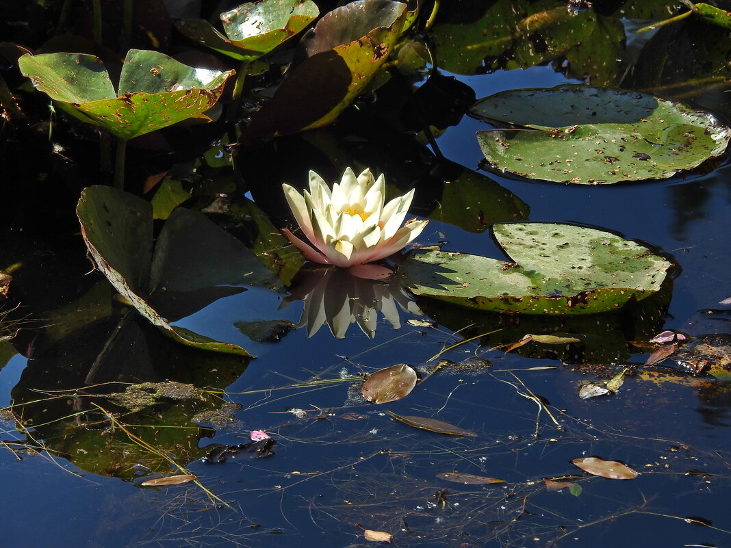 ***** - ИННА ПОРОХОВА