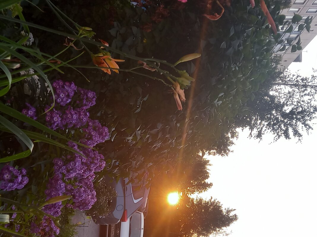 Флокс - Сапсан 