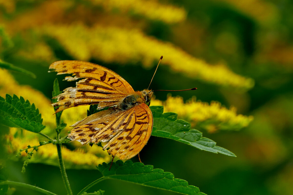 из снятого вчера 2 - Александр Прокудин