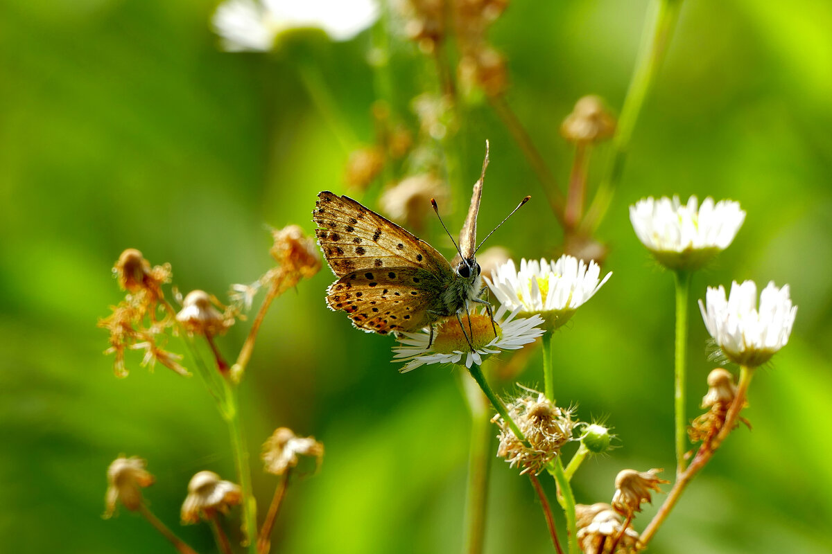 из снятого вчера 5 - Александр Прокудин из снятого вчера 5 - Александр Прокудин