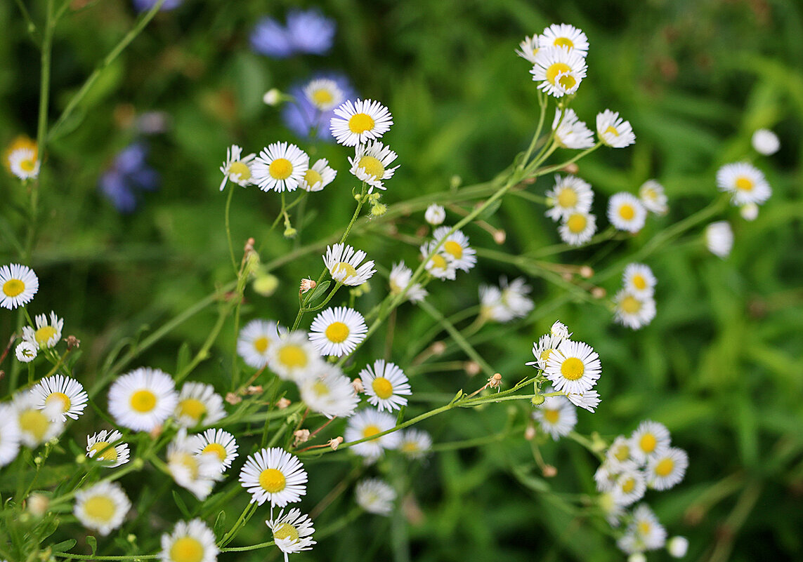Ромашечки (мелколепестник) - Светлана 