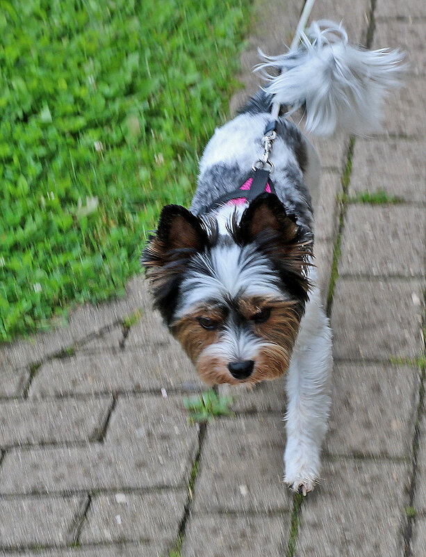 Бивер-йорк терьер обгавкал меня - Светлана 