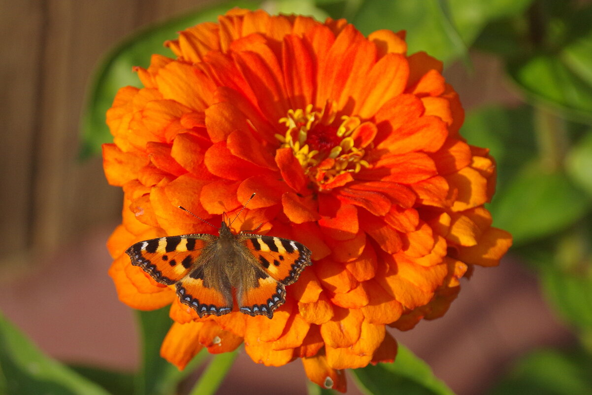 Присела на минуточку - Сергей Швечков Присела на минуточку - Сергей Швечков