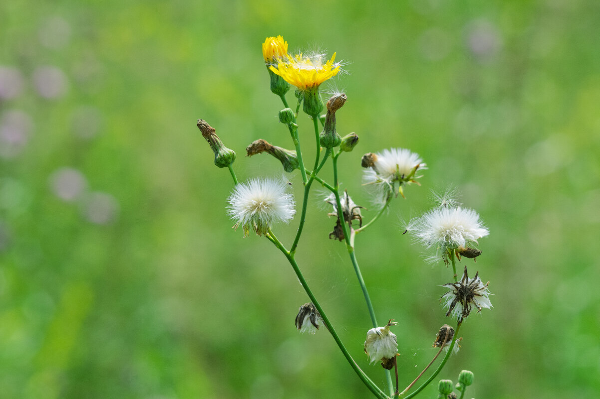*** - Виктор Иванович Чернюк