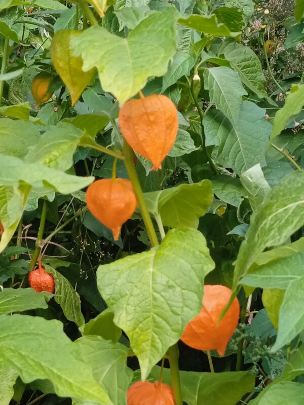 Цветы в моем дворике. - Светлана Калмыкова Калмыкова