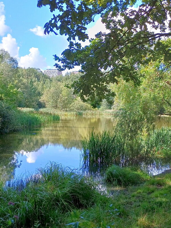 Терлецкий парк в Москве. - Ольга Довженко