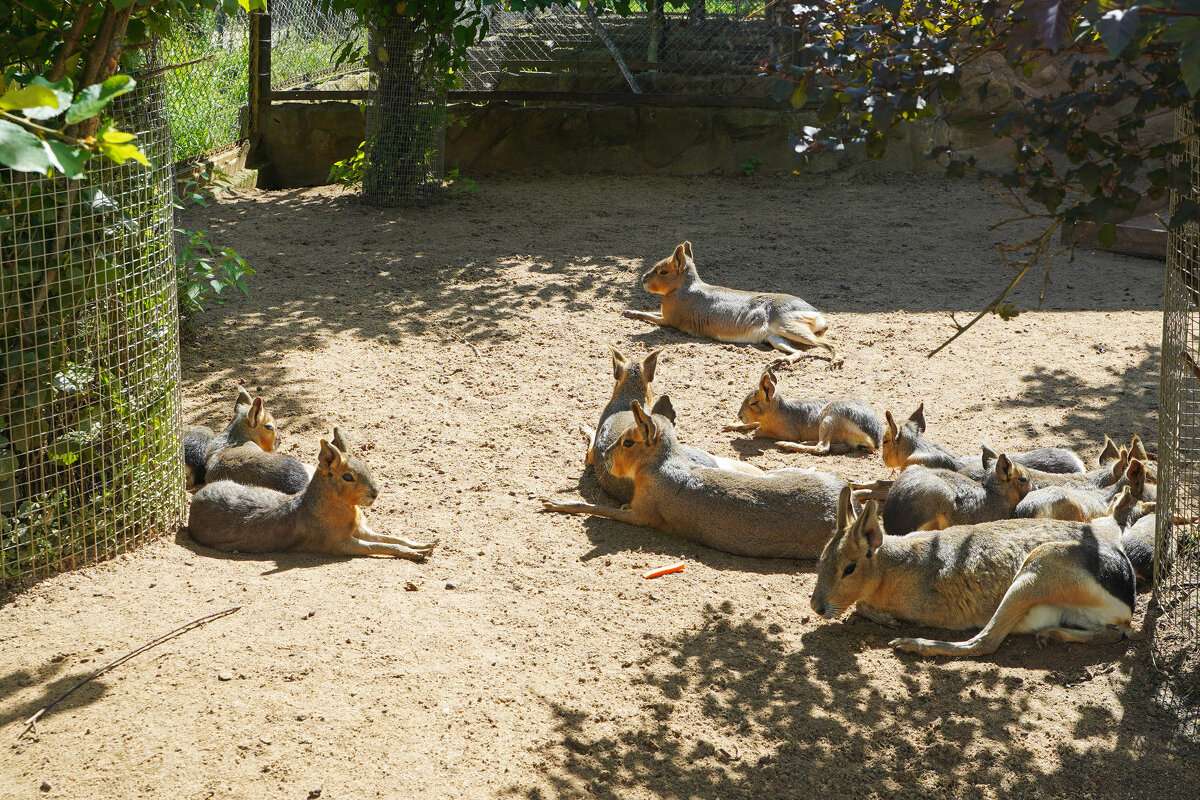 В_ЛЕЖКУ - Сергей Янович Микк