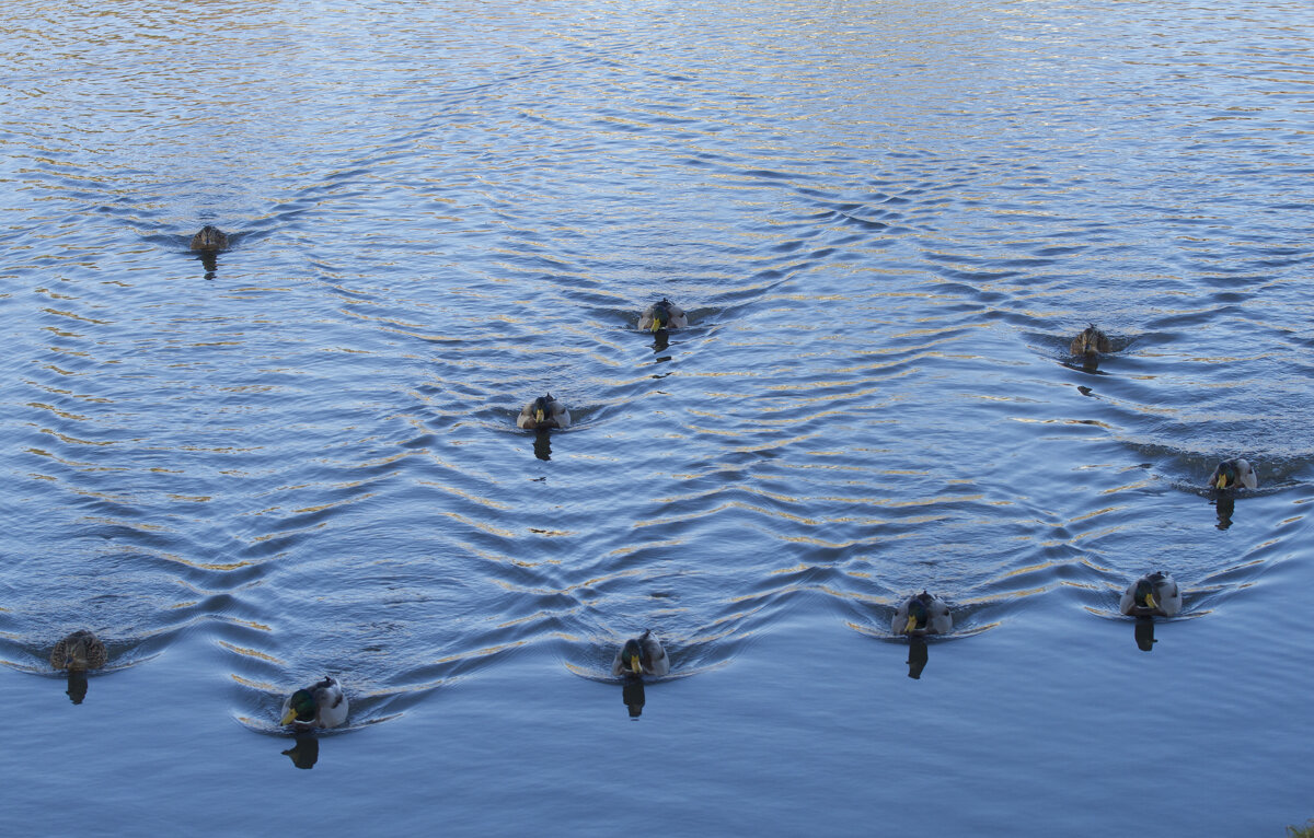 Уточки - Олег Денисов