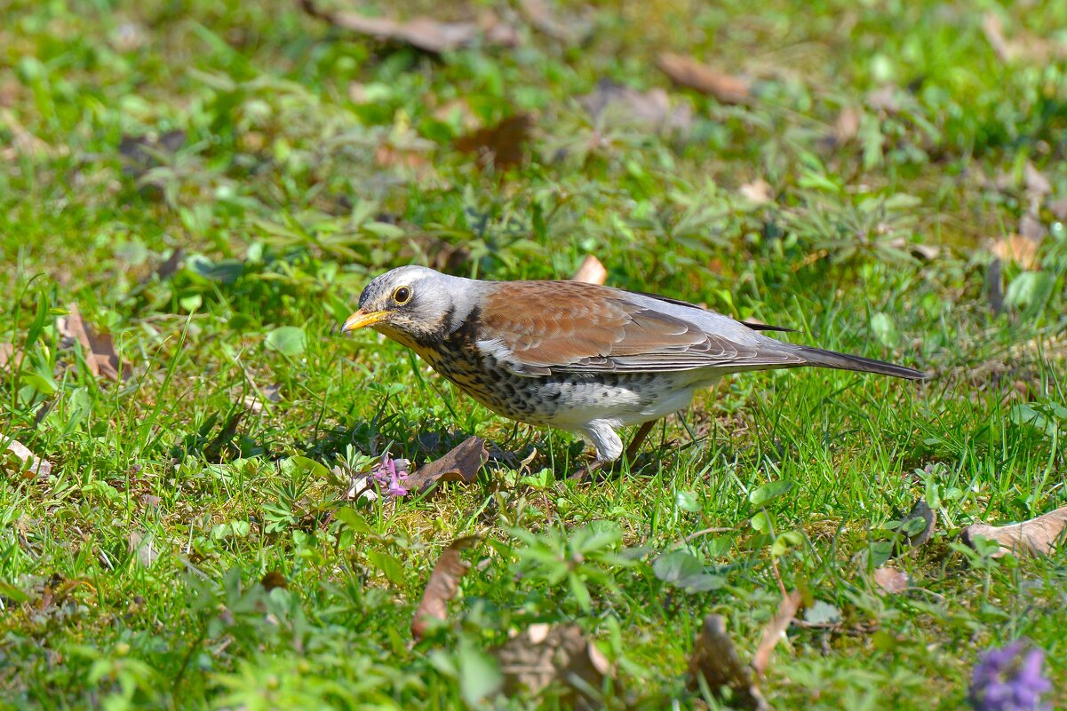 Дрозд рябинник - Константин Анисимов