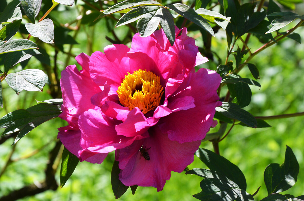 Весна в Ботаническом... Май. - Наташа *****