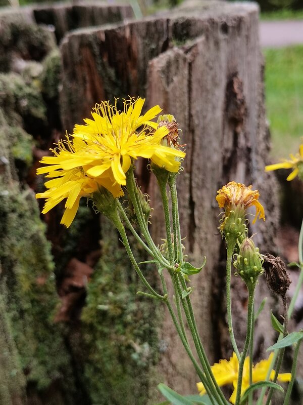 Цветы - Любимова Ольга 