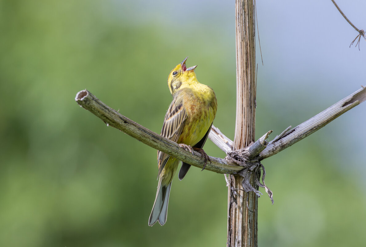 коноплянка - юрий макаров