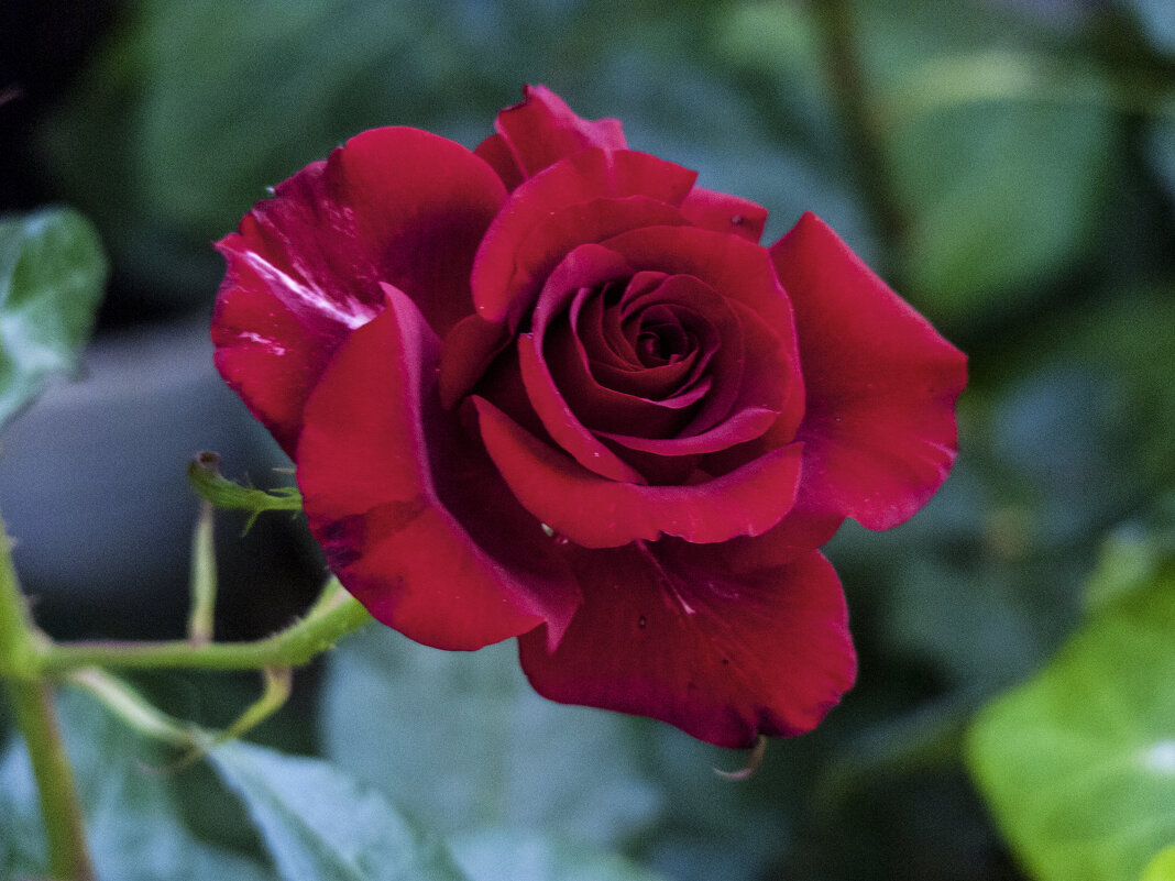 Бархатная роза - Валентин Семчишин Бархатная роза - Валентин Семчишин