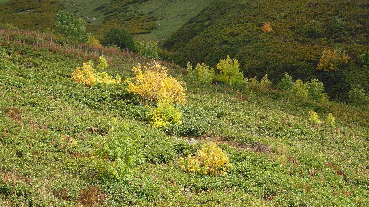 Кавказские горы - Рита Симонова